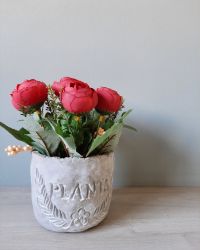 Image Not Load